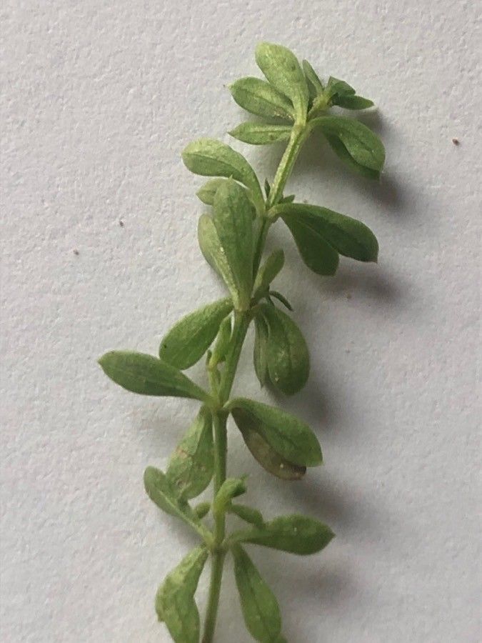 Galium saxatile leaf