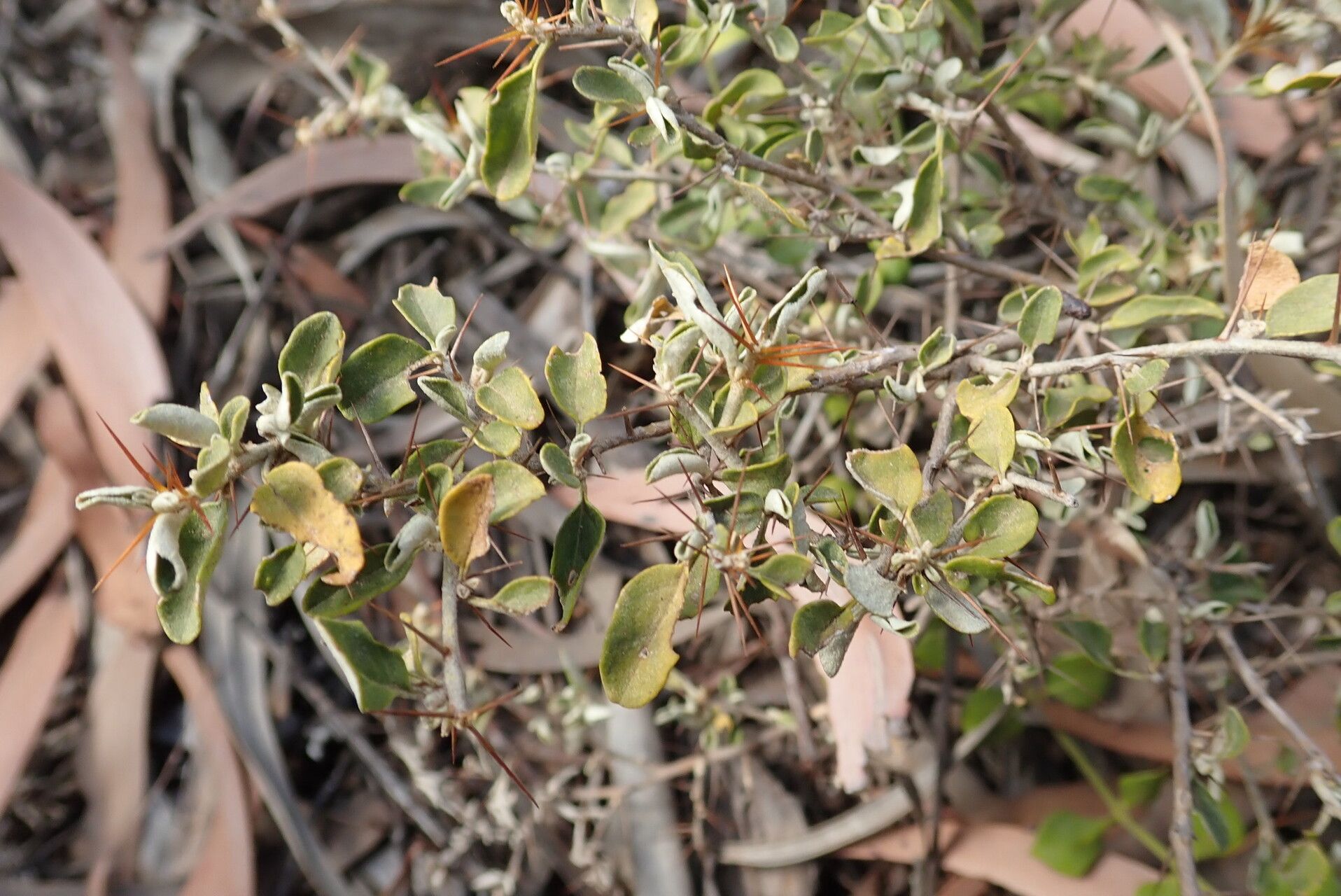 Solanum elachophyllum habit