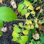 Agrimonia gryposepala