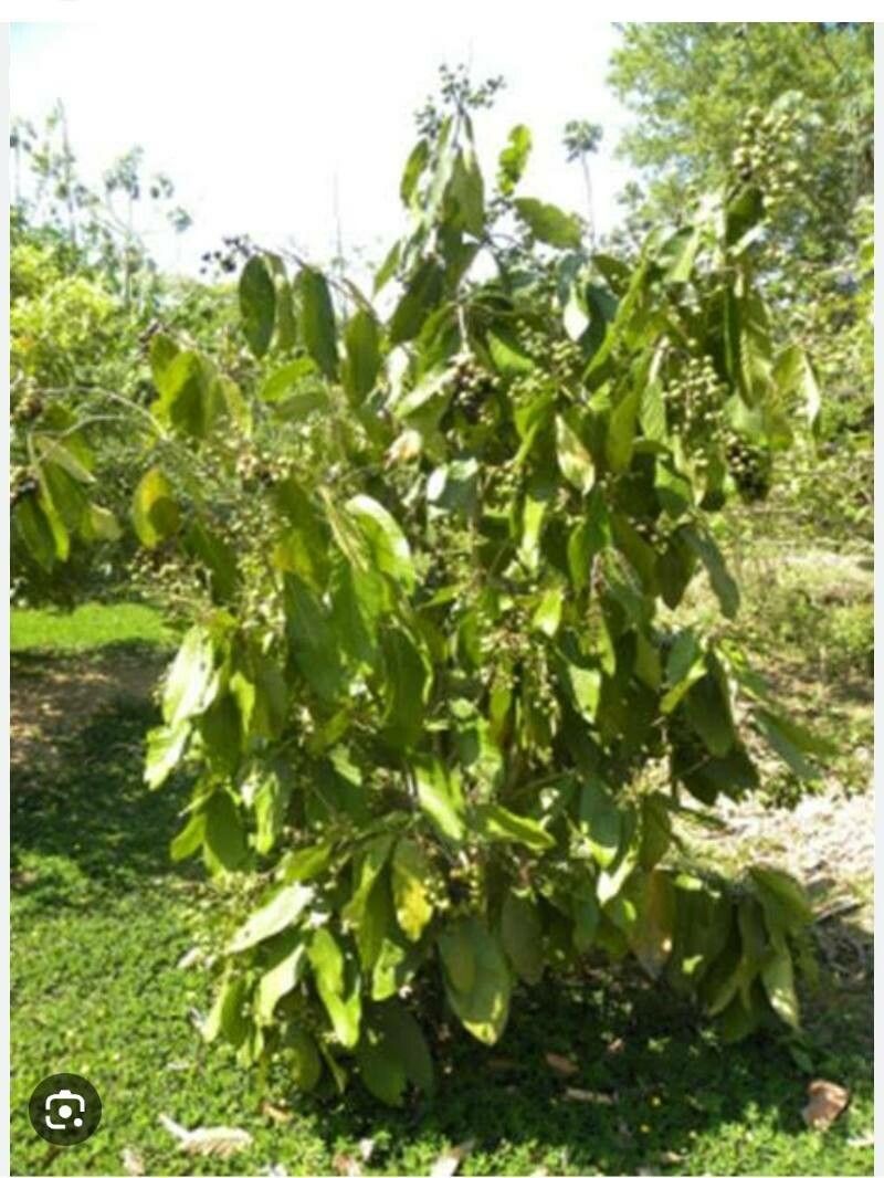 Myrcia strigipes — houseplant care guide