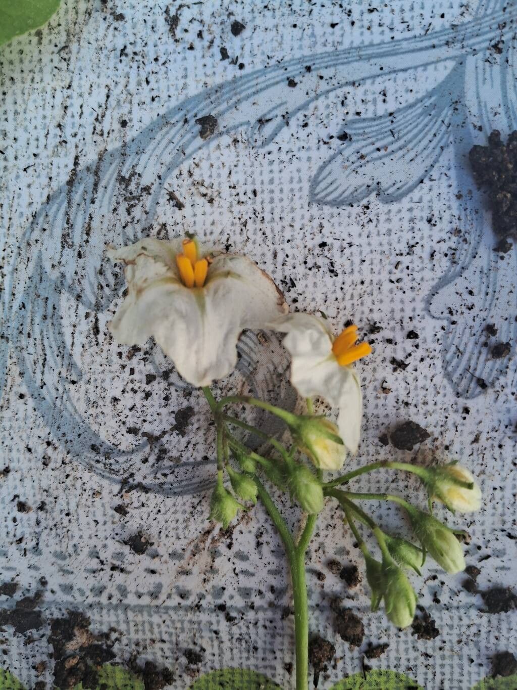 Solanum maglia flower