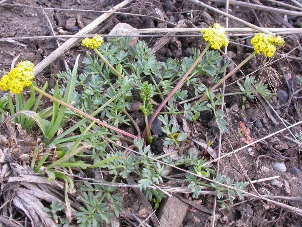 Lomatium cous habit