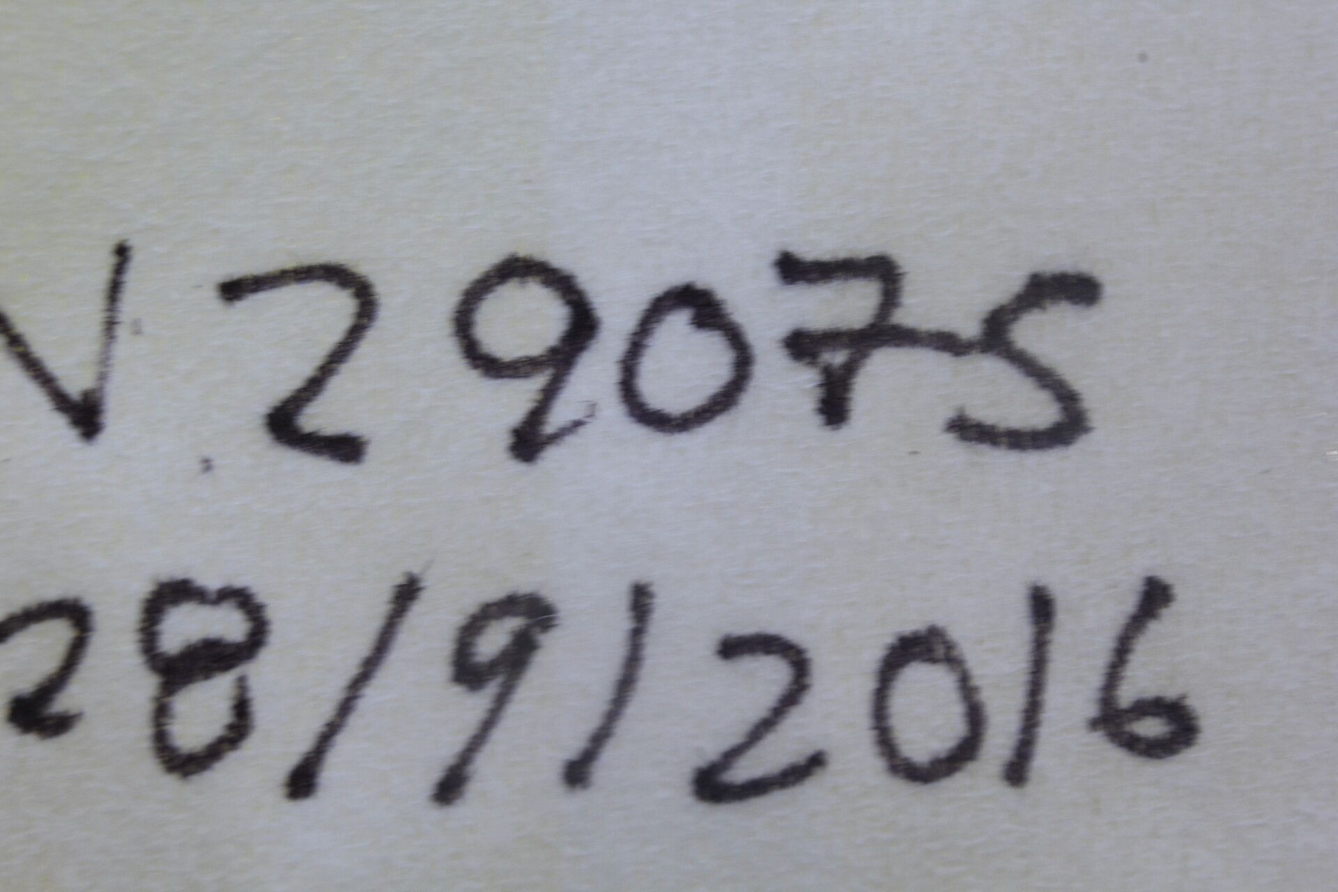 Buchnera pusilla fruit