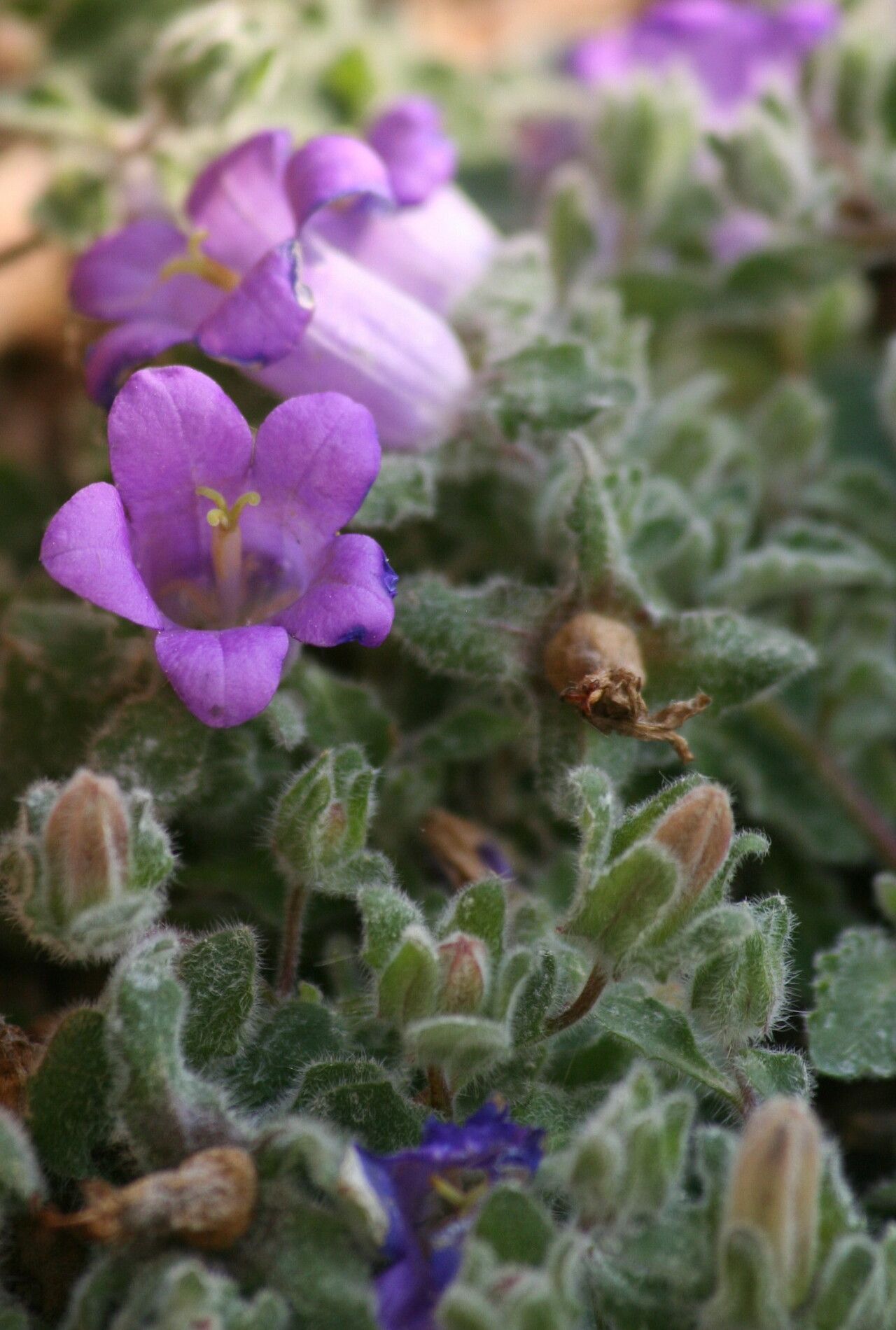 Campanula pelia — houseplant care guide