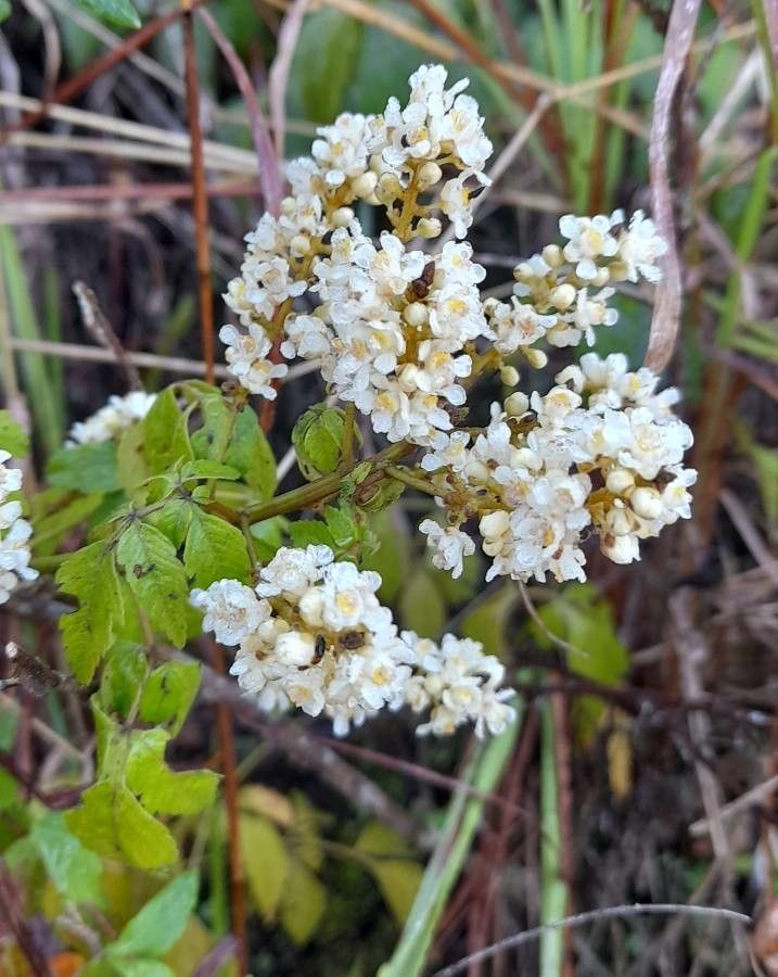 Serjania meridionalis other