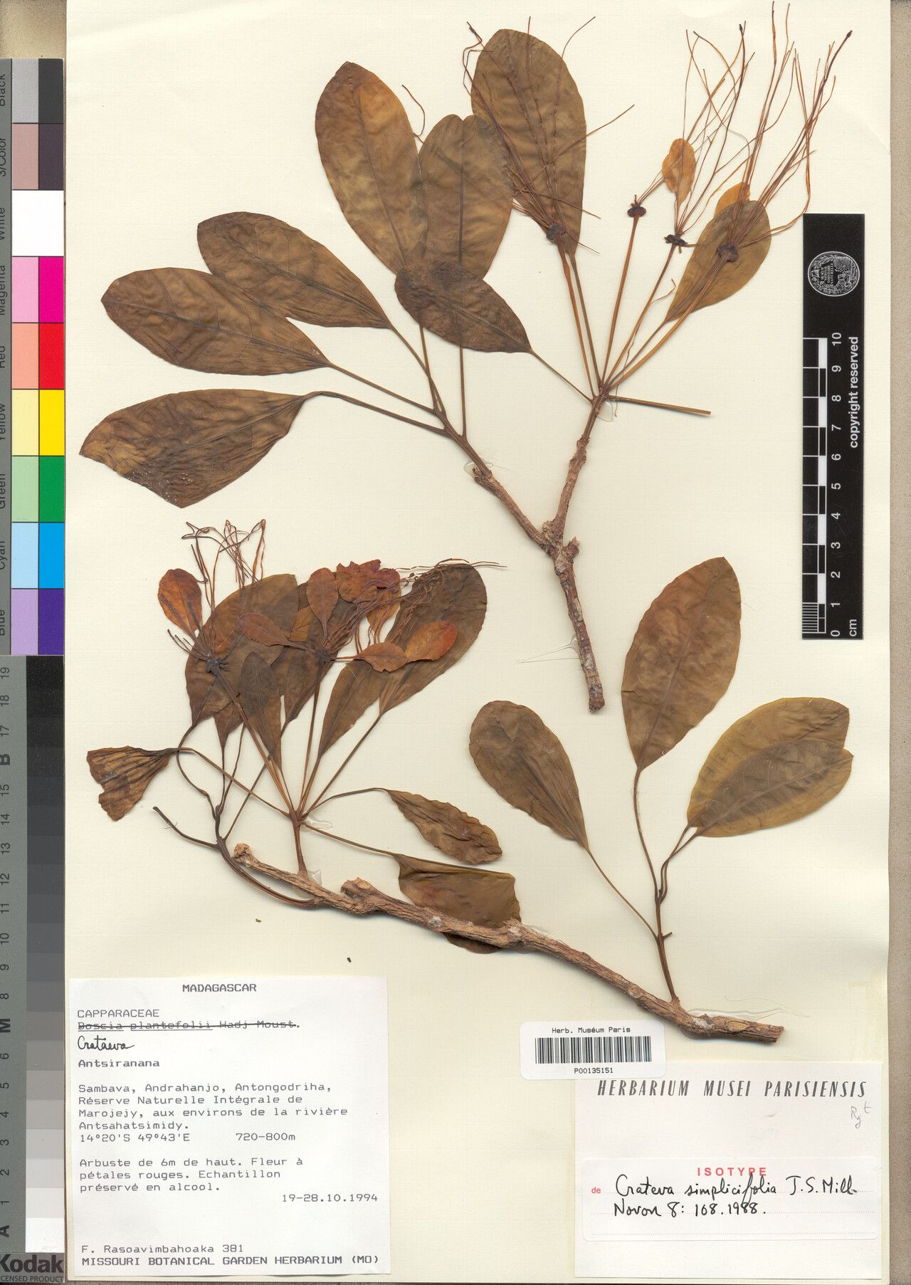 Crateva simplicifolia — houseplant care guide