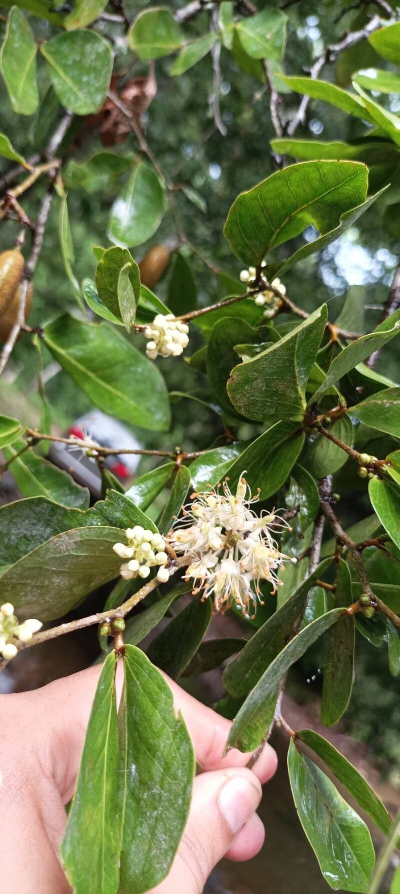 Cynometra oaxacana flower