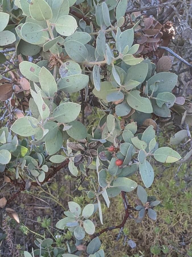 Arctostaphylos canescens — search result for 'Arctostaphylos'