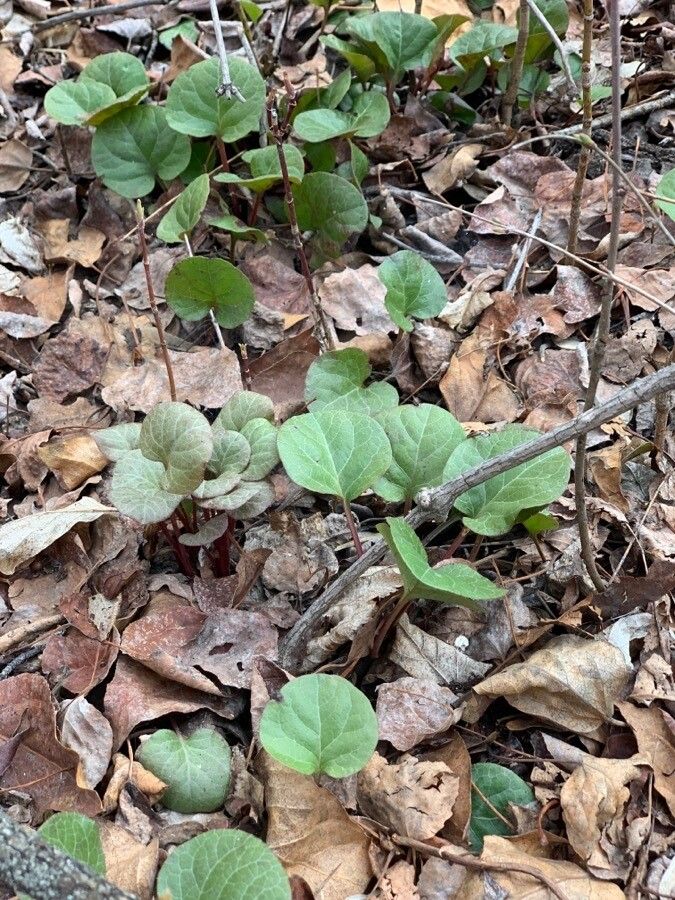 Pyrola asarifolia — related species from the same genus