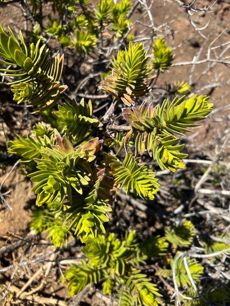 Dubautia menziesii leaf