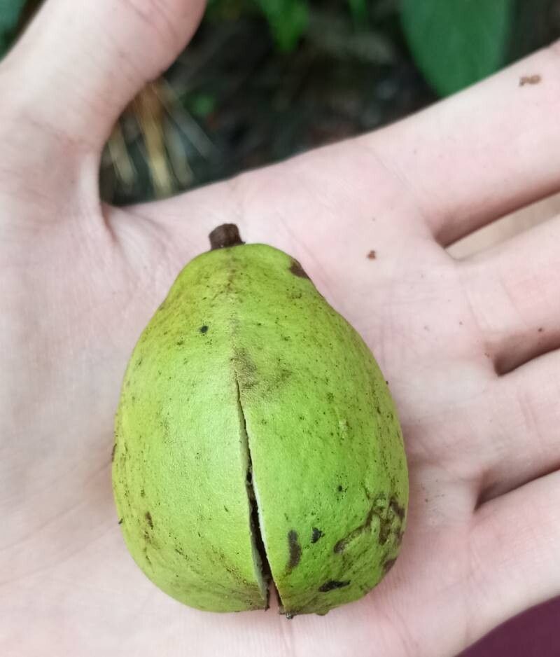 Croton megistocarpus fruit