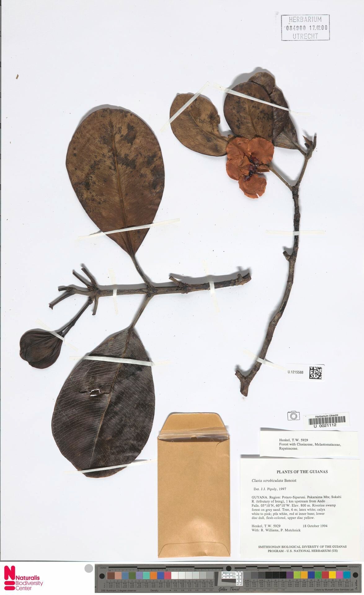 Clusia scrobiculata fruit