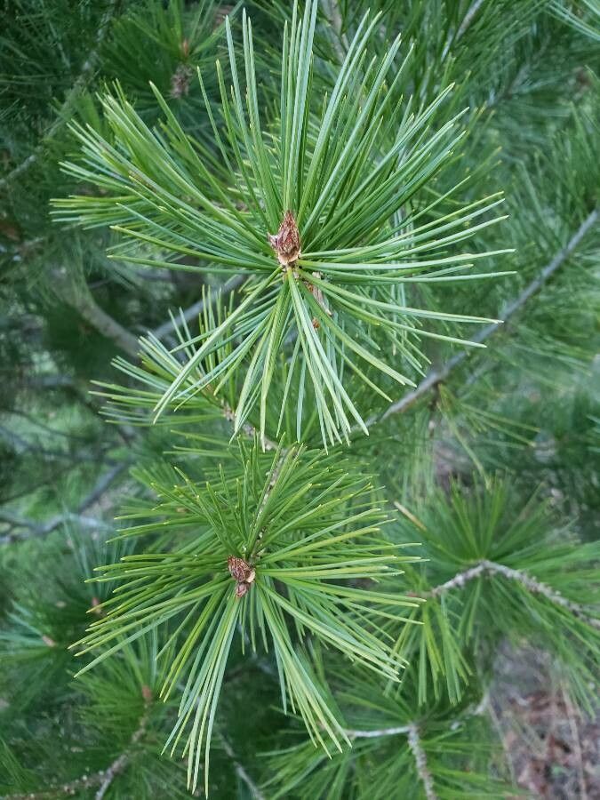 Pinus bungeana — search result for 'Pinus'