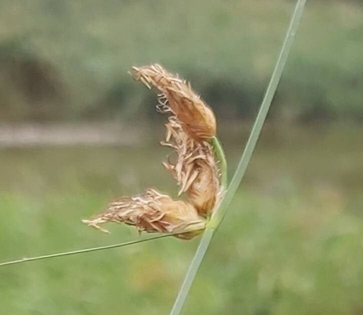 Bolboschoenus planiculmis — related species from the same genus