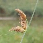 Bolboschoenus planiculmis