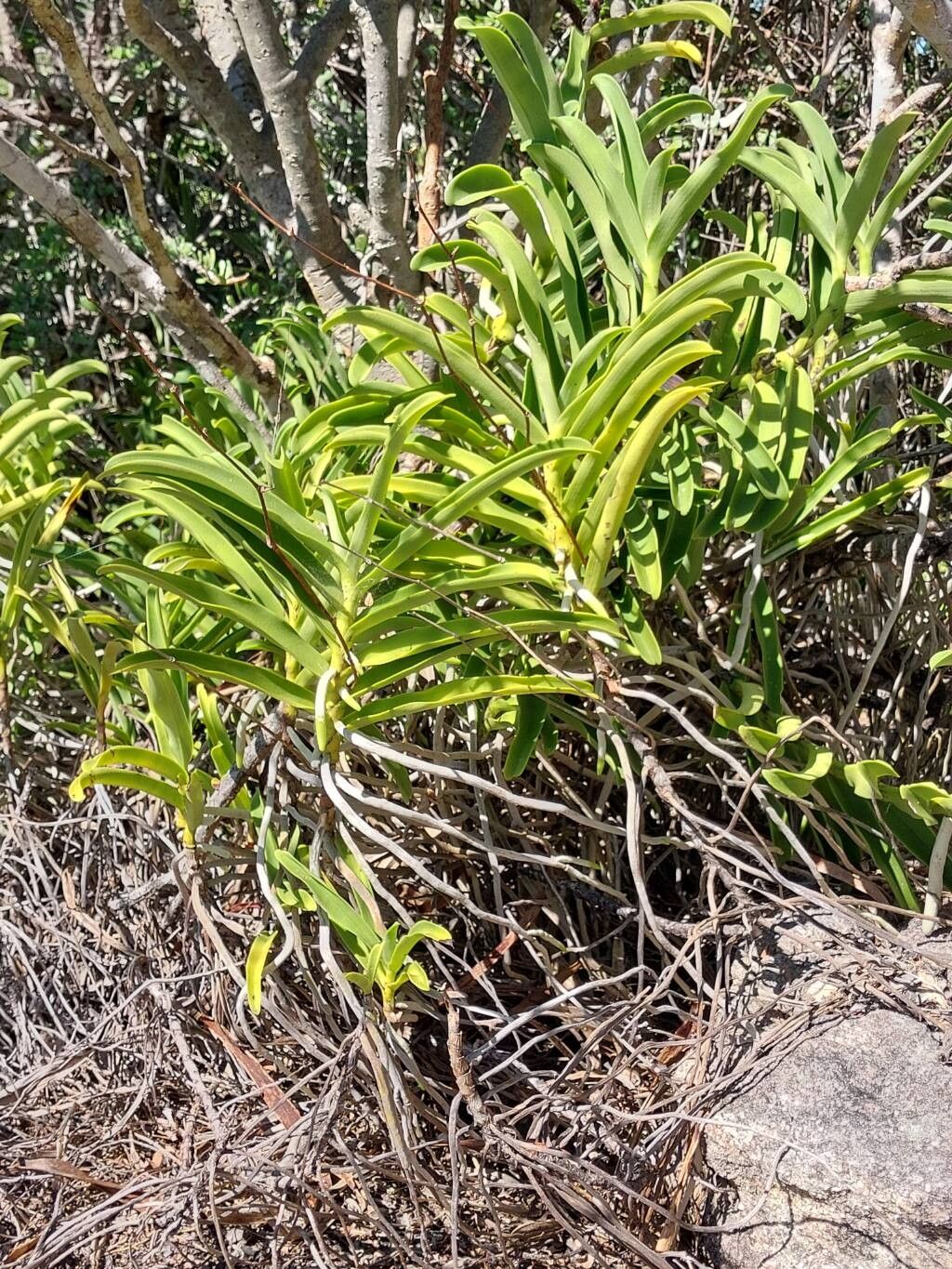 Angraecum humbertii habit