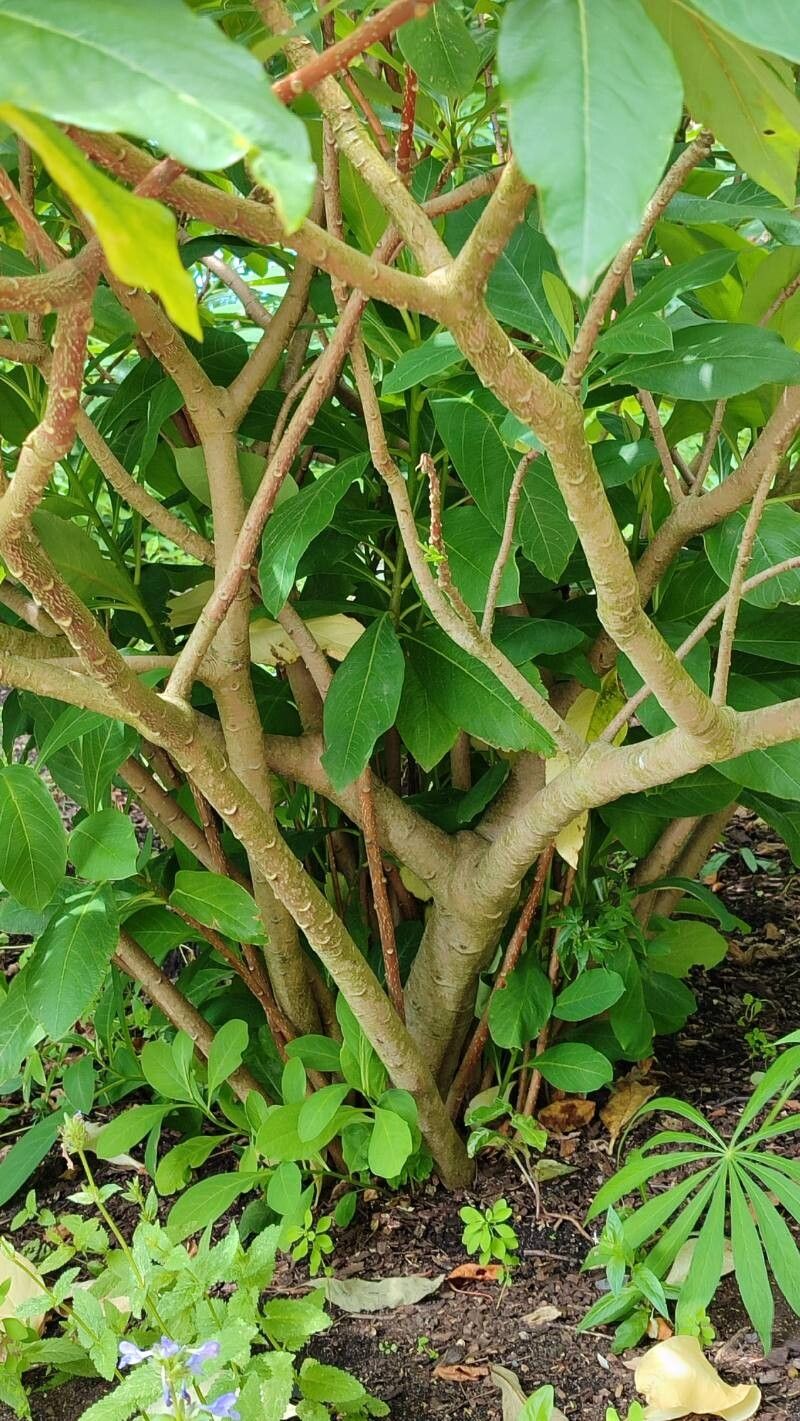 Polygonatum curvistylum bark