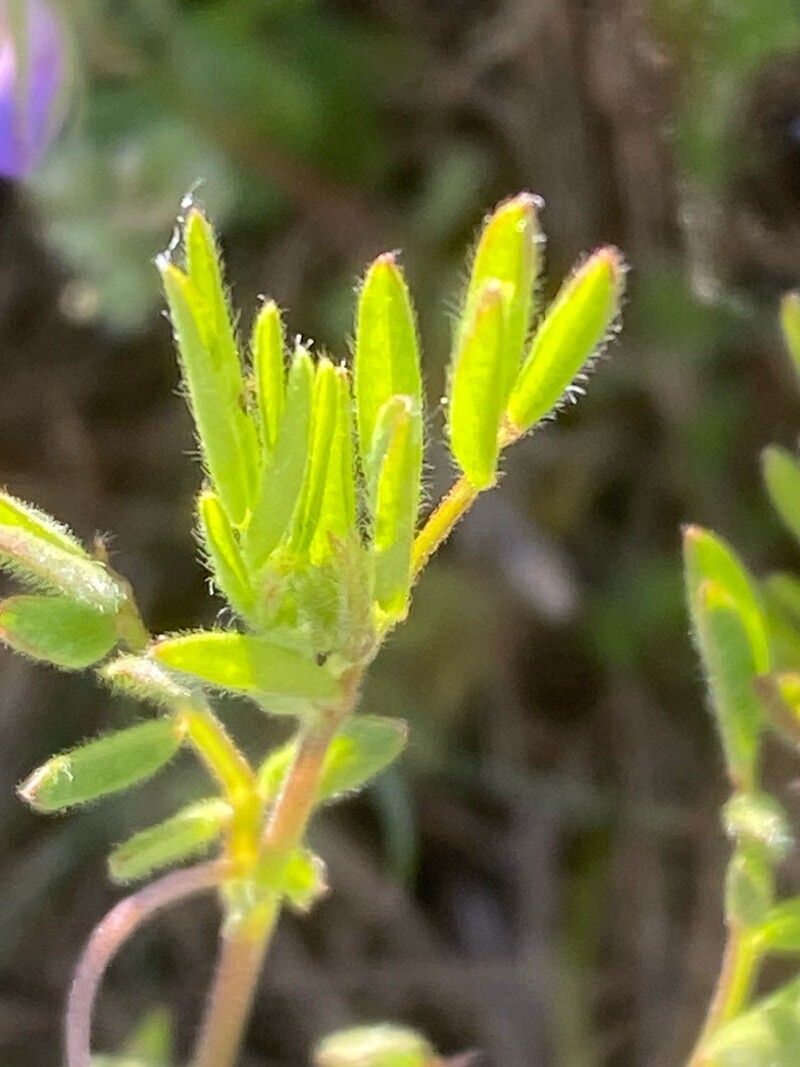Vicia lentoides — houseplant care guide