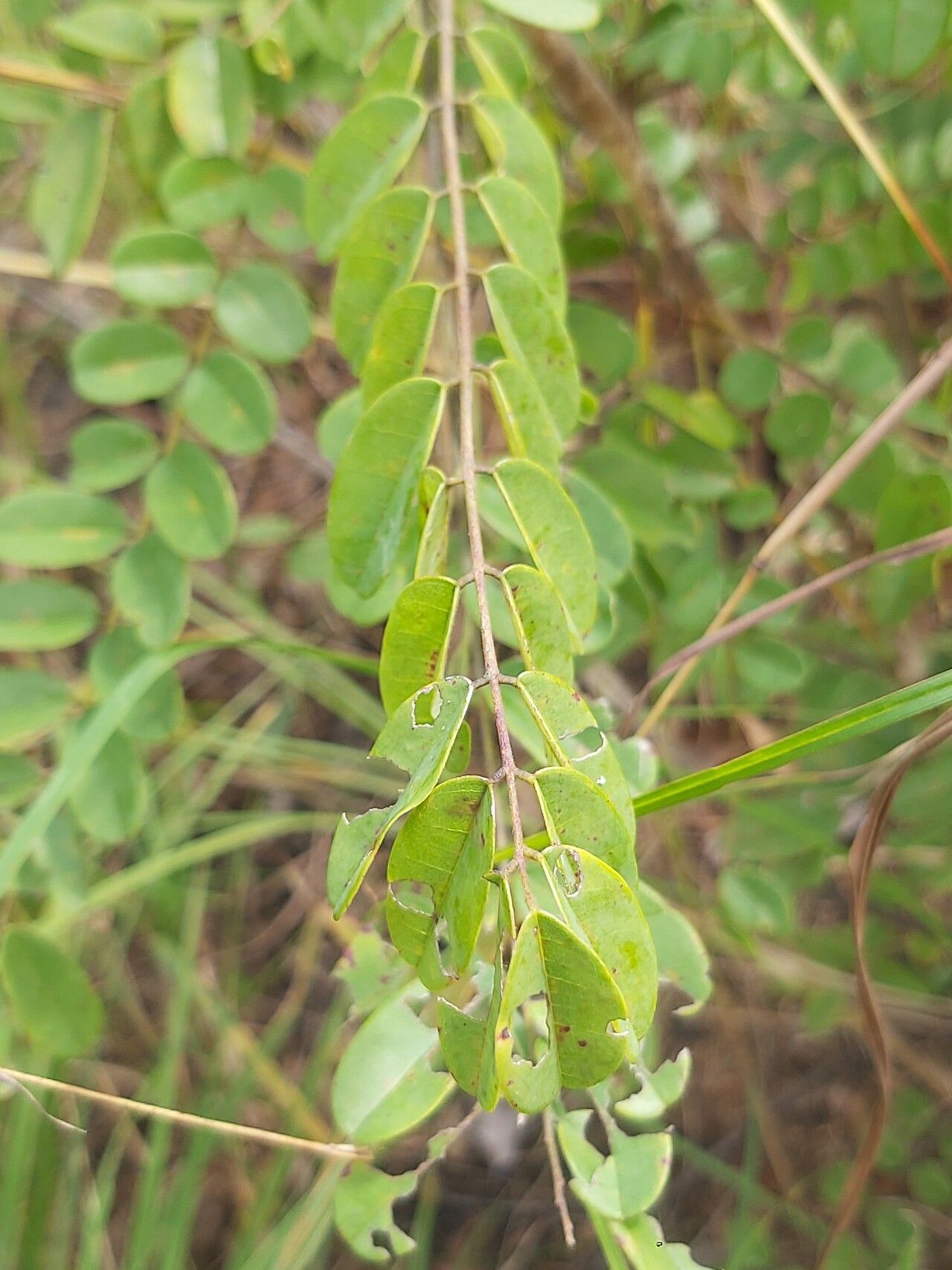 Dalbergia arbutifolia leaf
