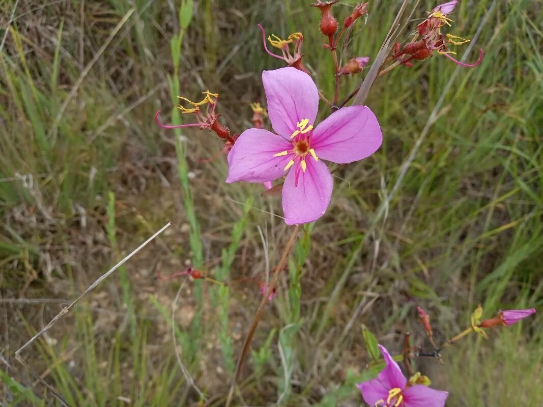 Rhexia alifanus flower