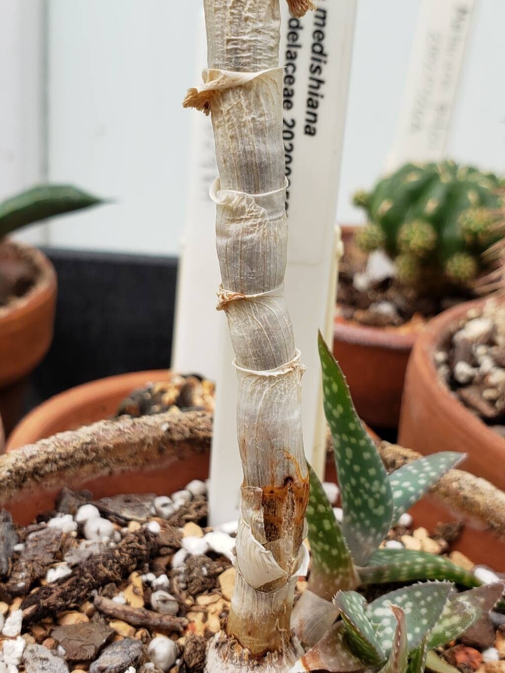 Aloe medishiana bark
