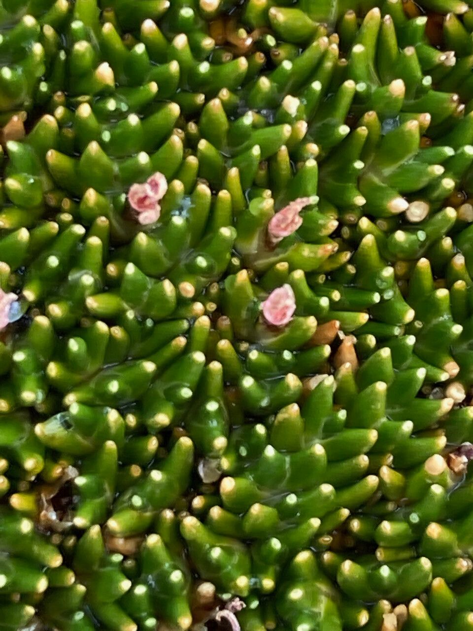 Distichia muscoides leaf