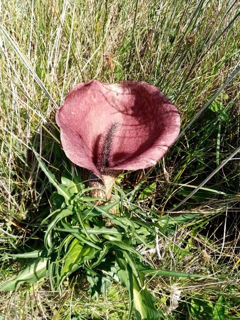 Helicodiceros muscivorus flower