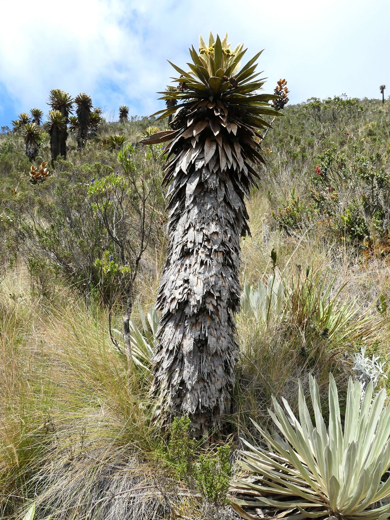 Espeletia guacharaca — houseplant care guide