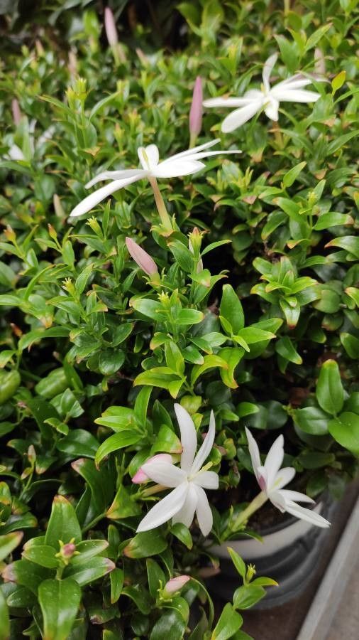 Jasminum multipartitum habit