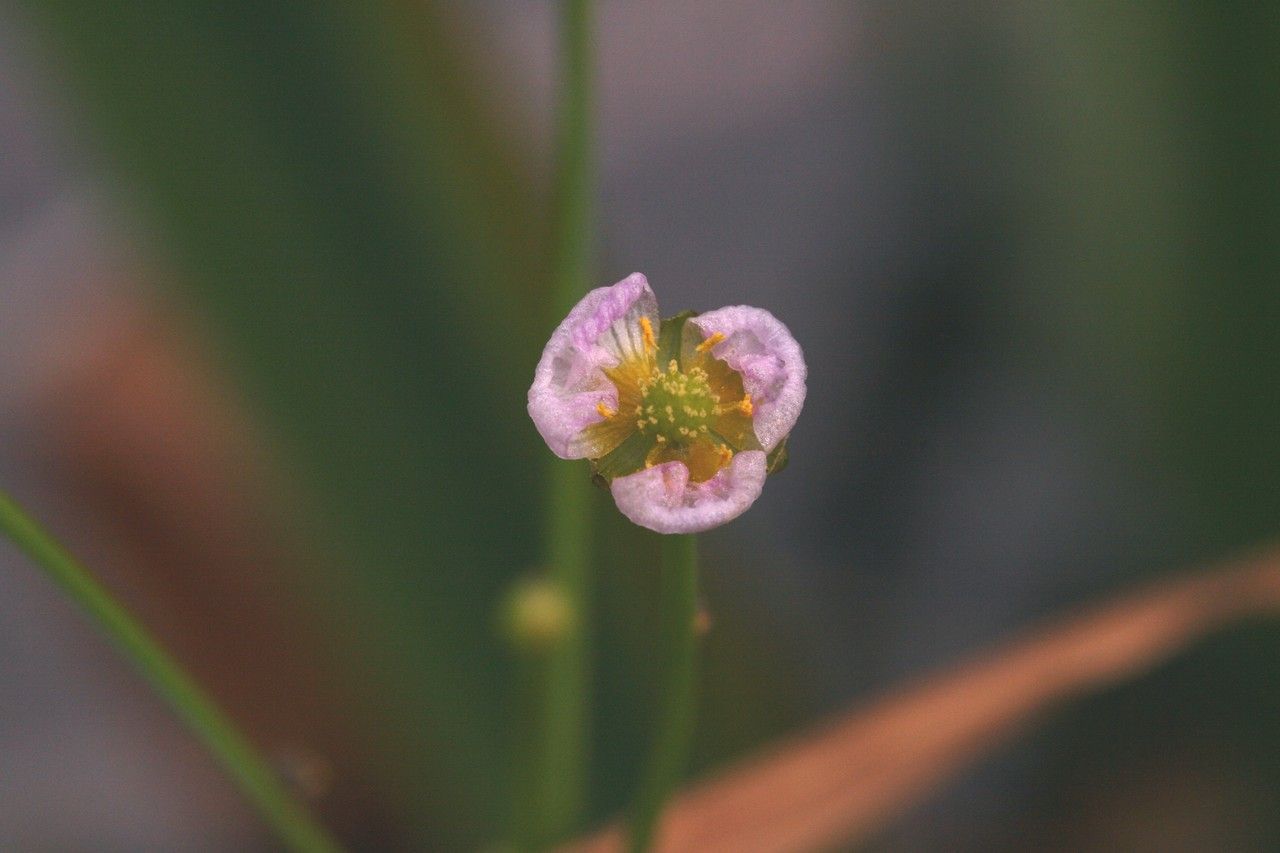 Alisma gramineum flower