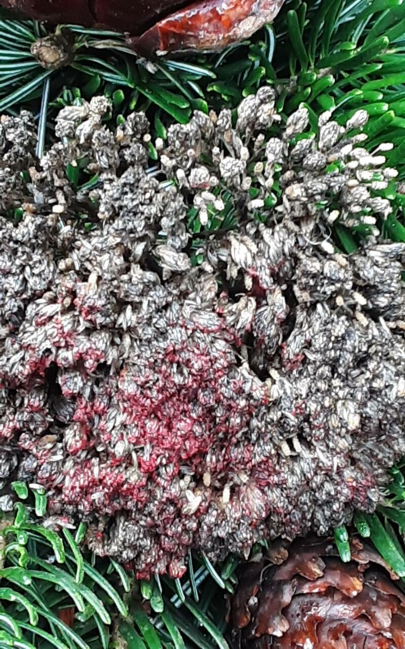 Alchemilla mandoniana — houseplant care guide