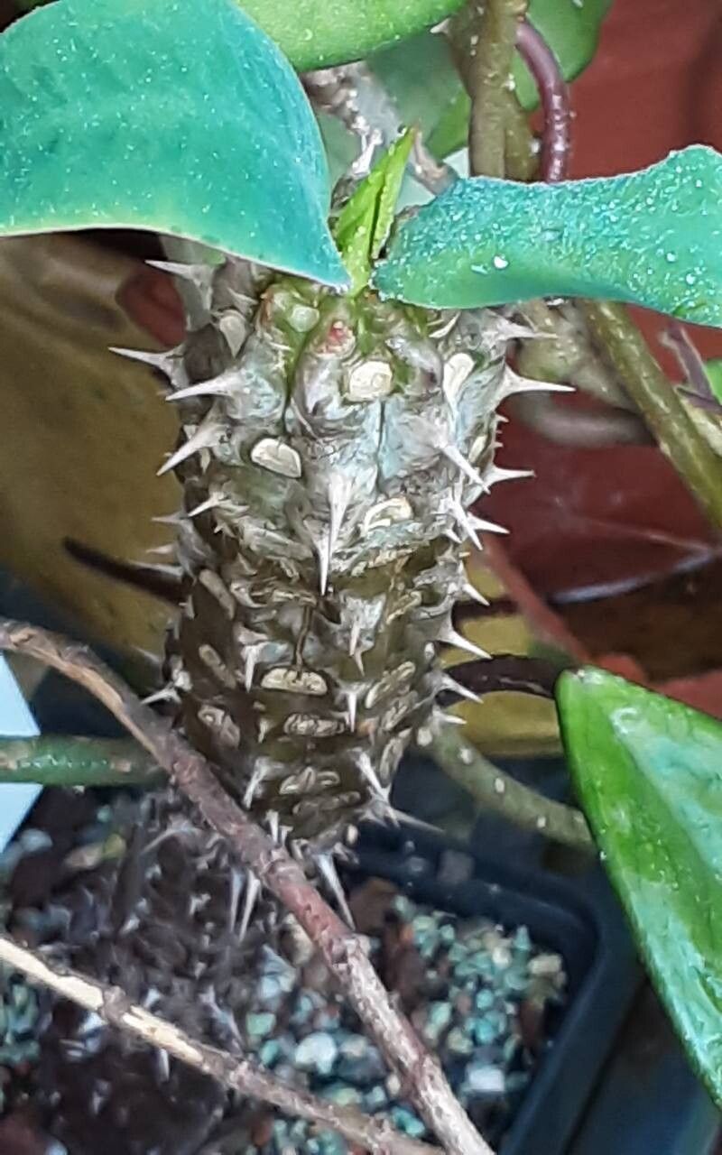 Euphorbia hislopii bark