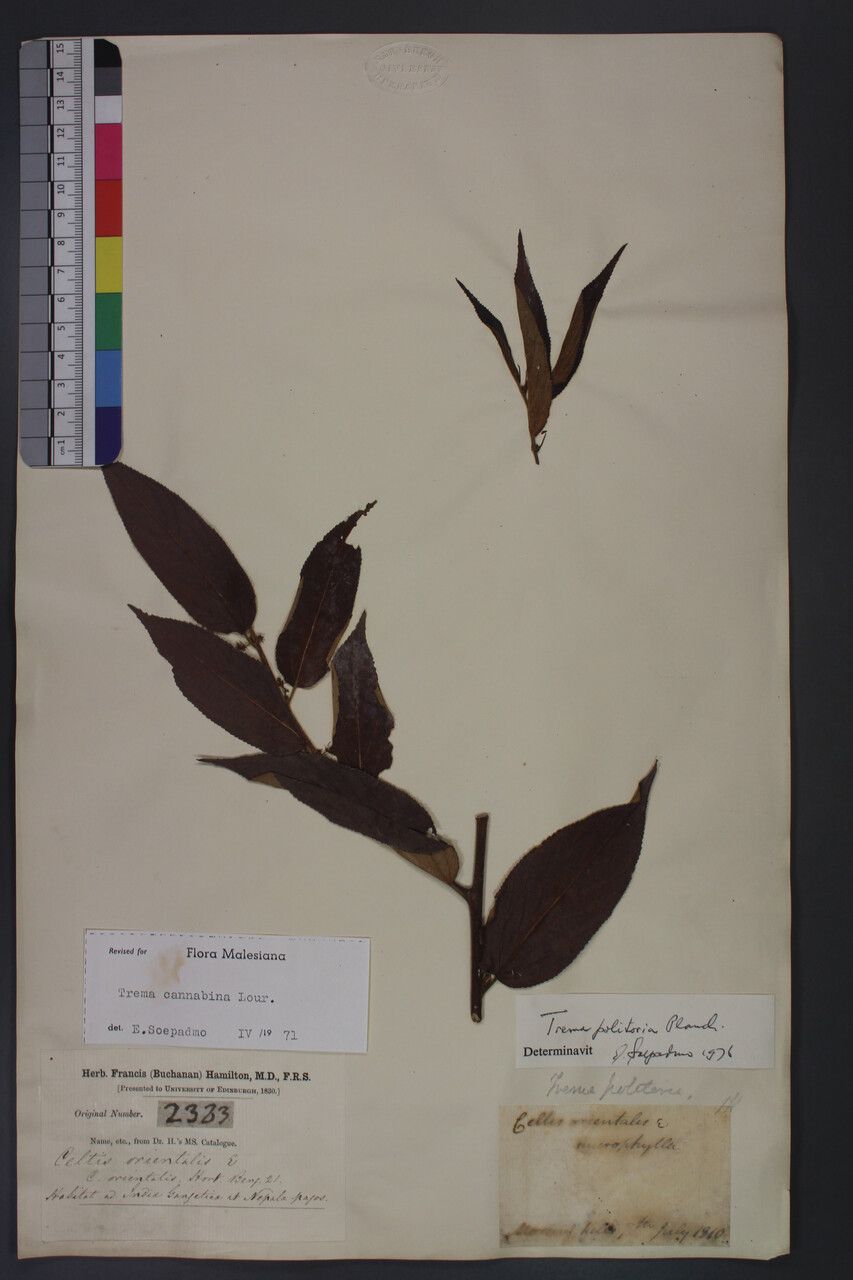 Trema politoria other