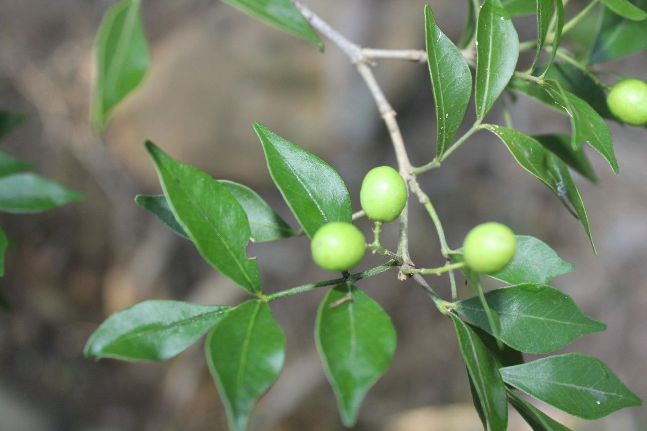 Zornia reticulata fruit