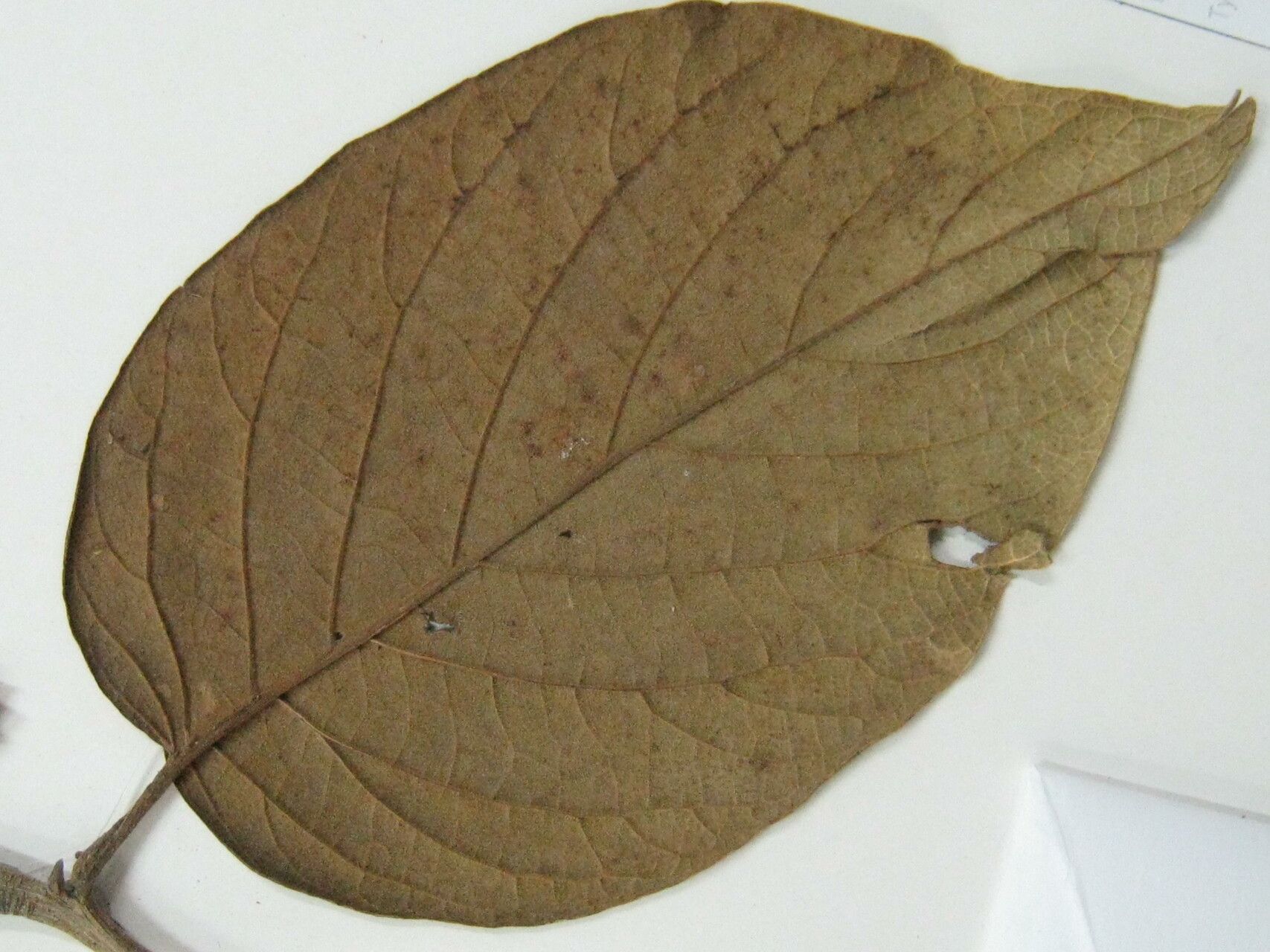 Cordia tetrandra other