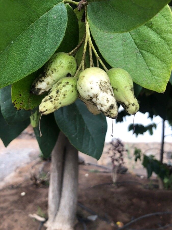 Cordia sebestena fruit