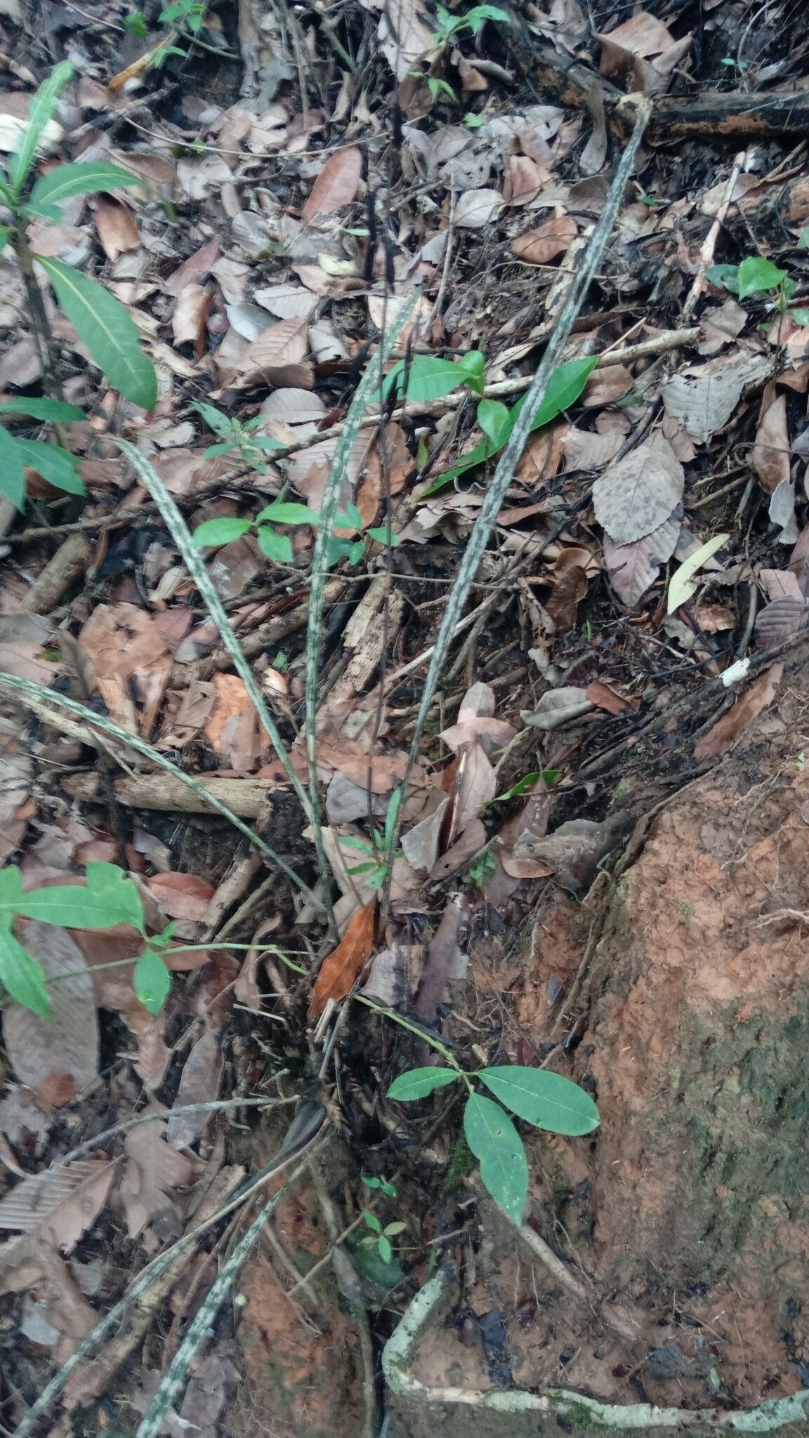 Eulophia ambongensis habit