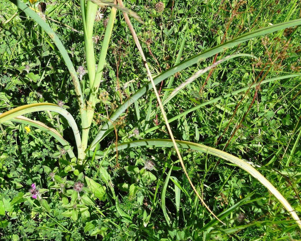 Iris latifolia — search result for 'Iris'