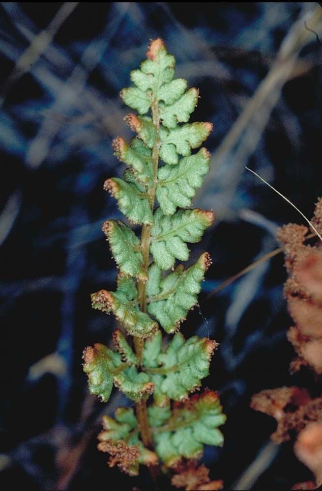 Woodsia oregana habit