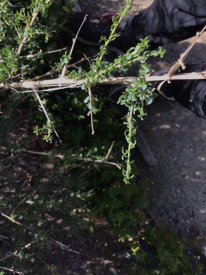 Adenocarpus telonensis — houseplant care guide