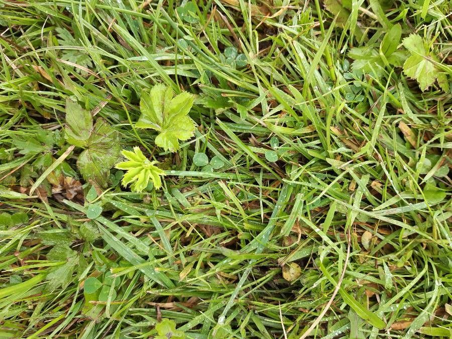 Trifolium suffocatum leaf