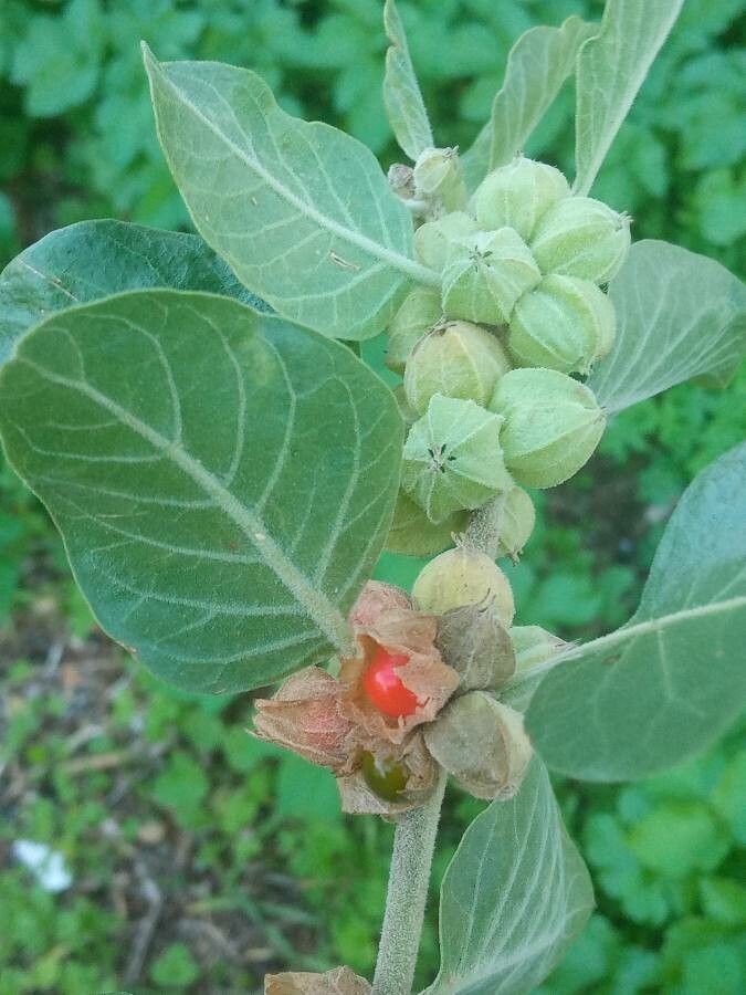 Withania somnifera fruit