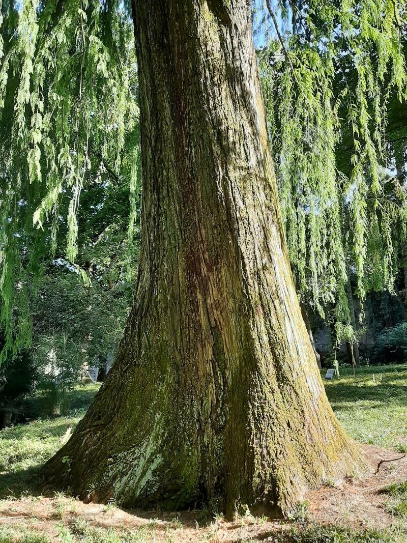 Taxodium mucronatum bark