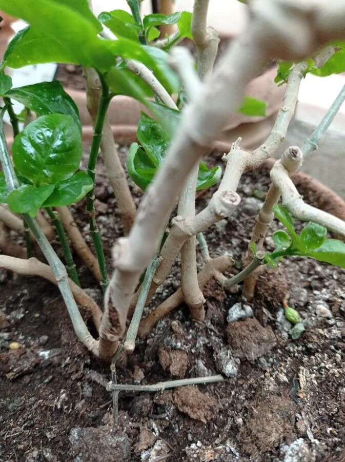 Ruellia solitaria bark