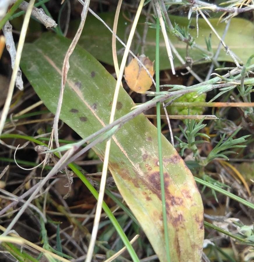 Orchis quadripunctata leaf