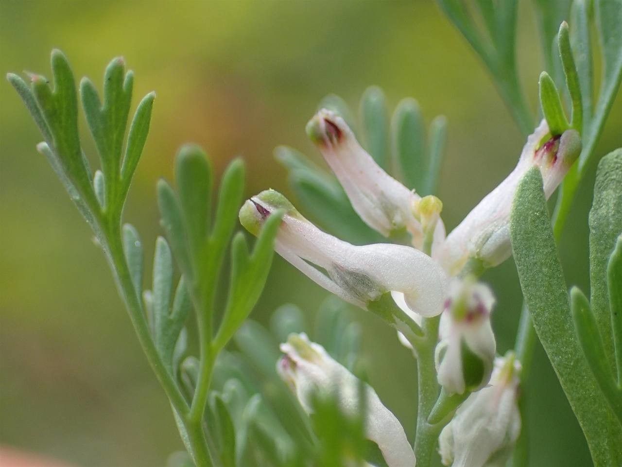 Fumaria petteri flower