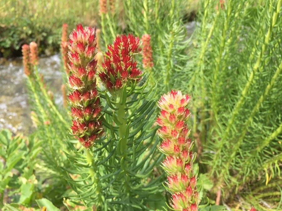 Rhodiola integrifolia habit