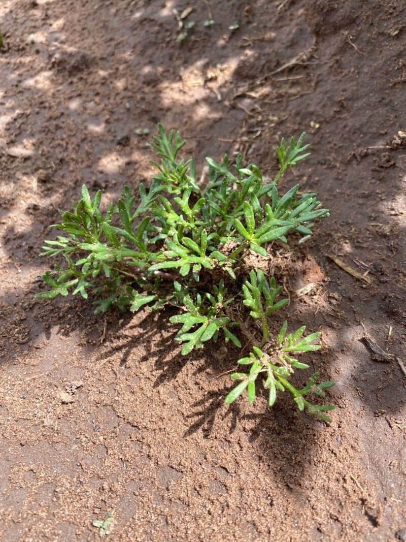 Heterosperma nanum — related species from the same genus