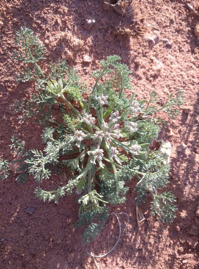 Daucus sahariensis — search result for 'Daucus'
