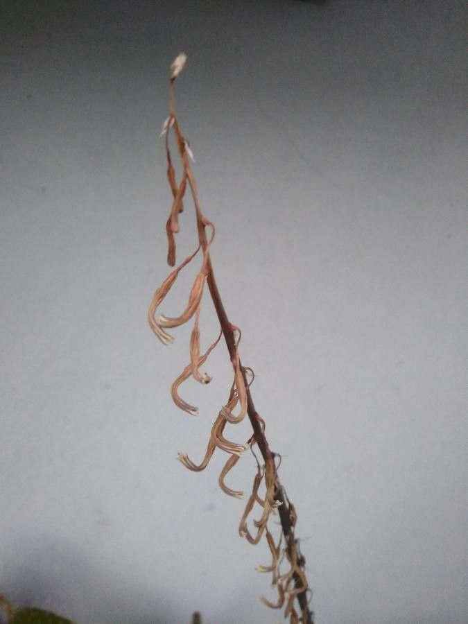 Gasteria obliqua flower